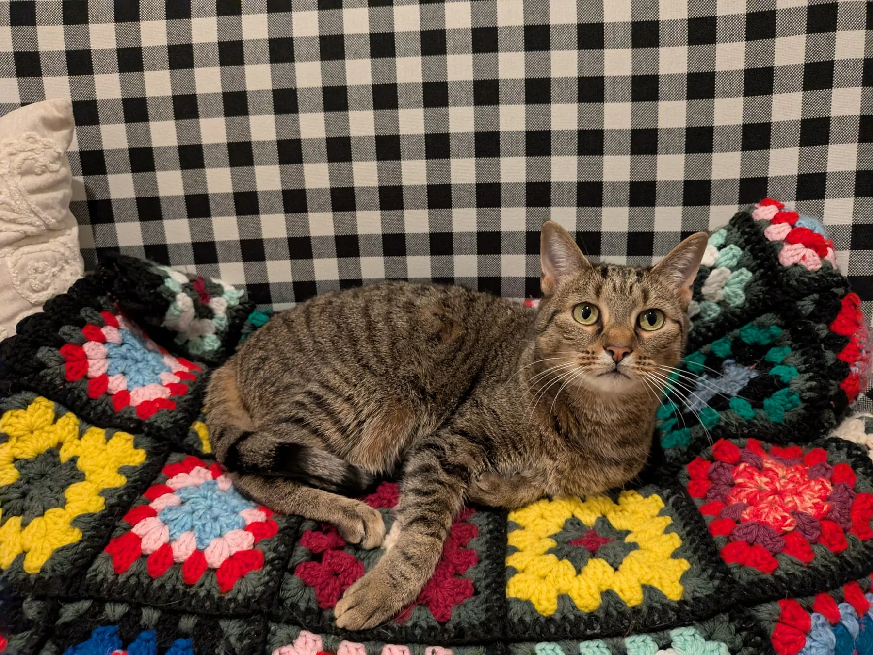 The cat lies curled and relaxed on a colourful granny-square crocheted blanket draped over a checkered sofa.