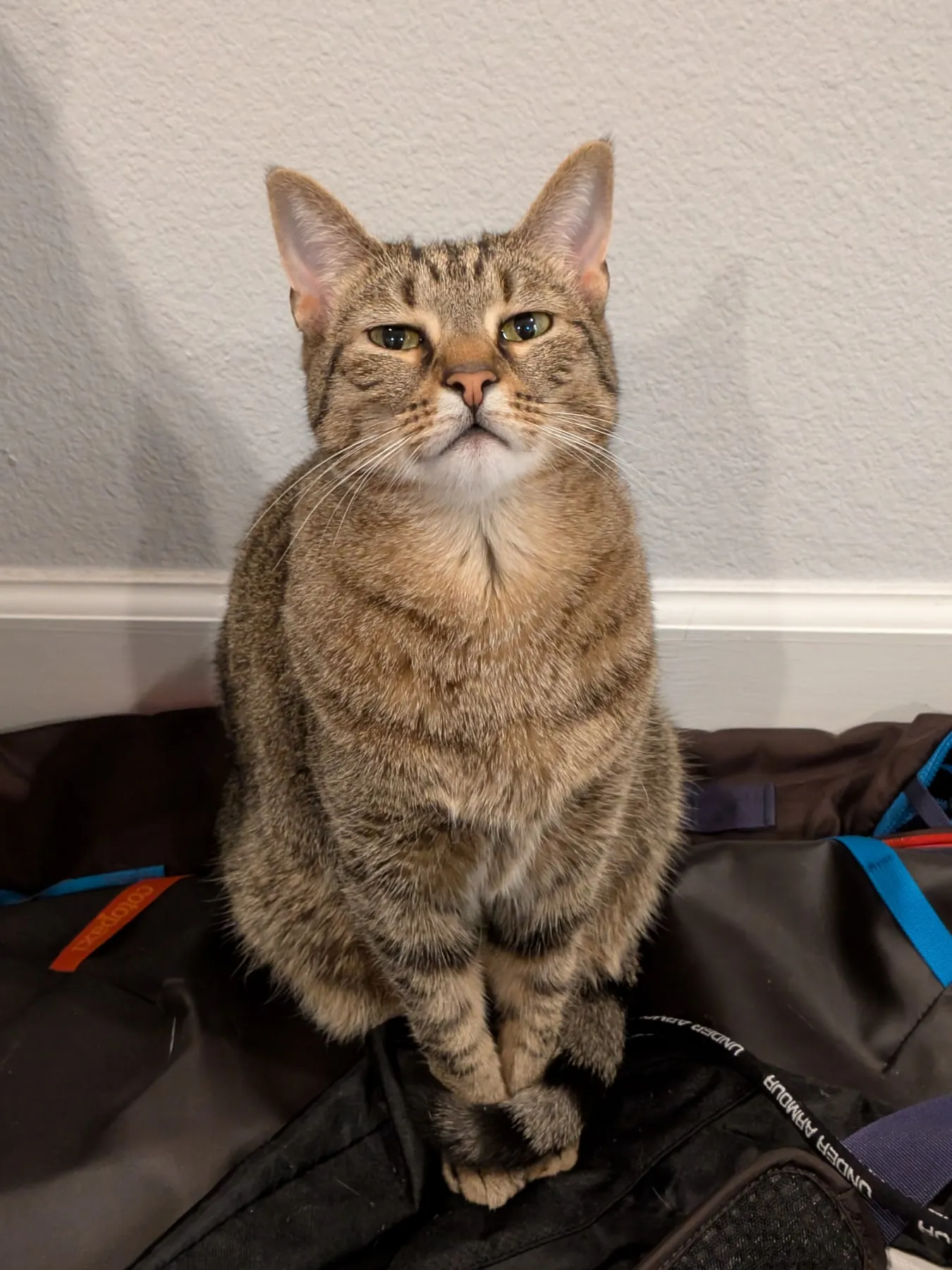 A brown tabby cat sits upright on a pile of packed bags against a plain wall, staring directly at the camera with her ears forward.